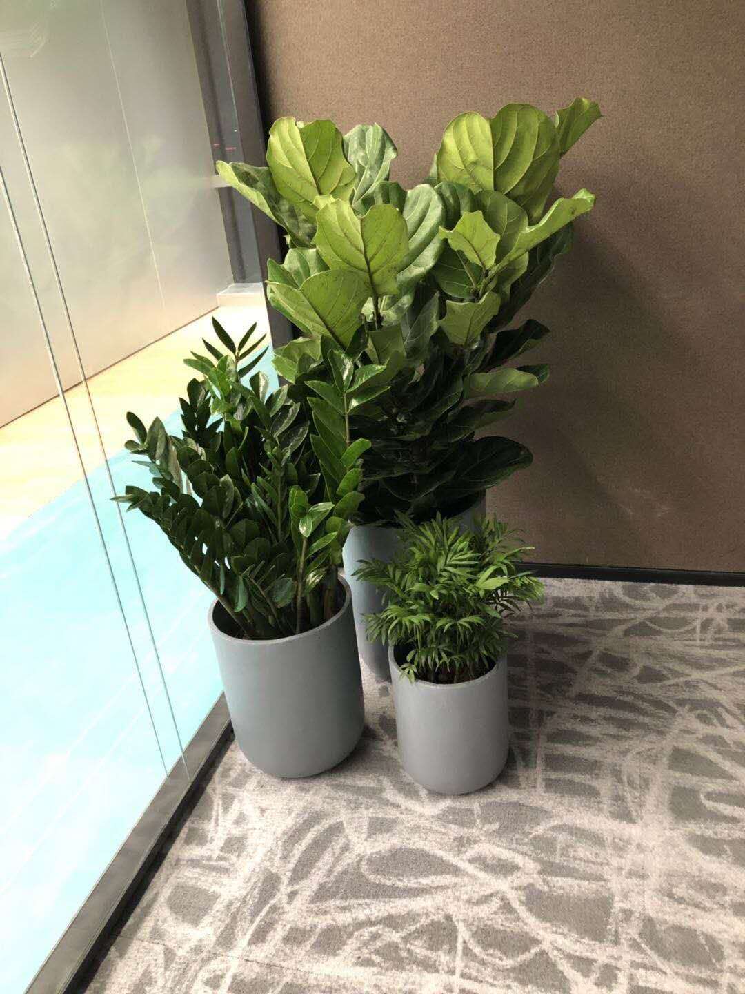 組合植物